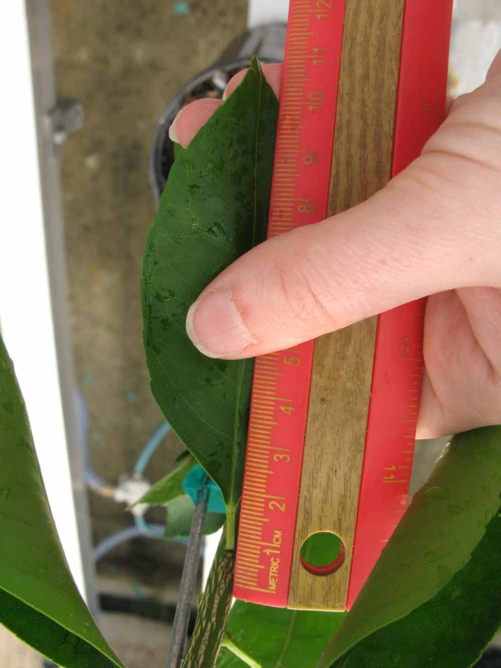              Unifoliolate leaf (Phillip Rucks Citrus Nursery, Frostproof,   FL)       